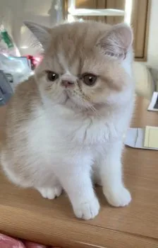 ねぎ 様のお迎えした子猫