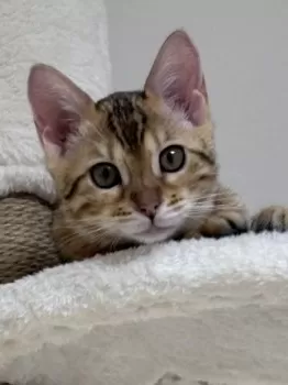 M.S 様のお迎えした子猫
