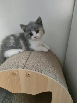 パンダママ 様のお迎えした子猫
