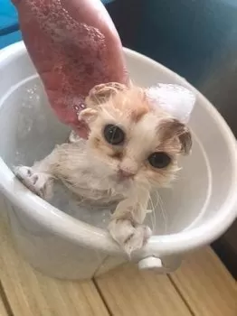 Y.K 様のお迎えした子猫