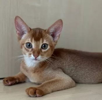 J.W 様のお迎えした子猫