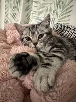 M.T 様のお迎えした子猫