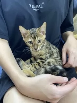 まさお 様のお迎えした子猫