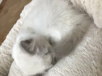 のあのふぁみりー 様のお迎えした子猫