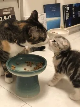 たま 様のお迎えした子猫
