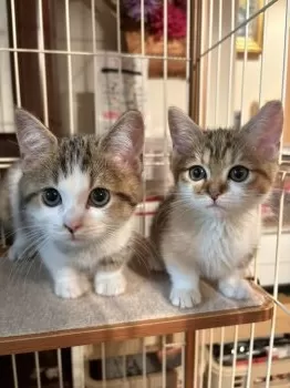 たくちゃん 様のお迎えした子猫