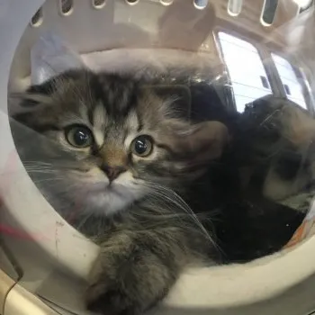 marii 様のお迎えした子猫