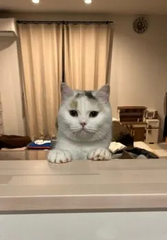 A.K 様のお迎えした子猫