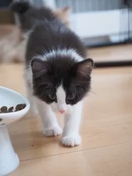 もーぐり 様のお迎えした子猫
