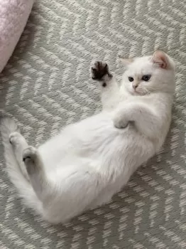 あおこと 様のお迎えした子猫