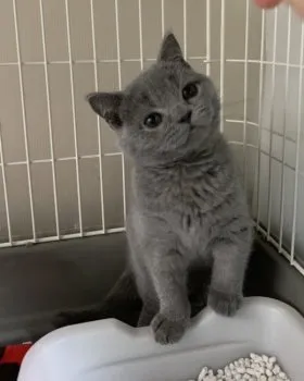 ルイまま 様のお迎えした子猫