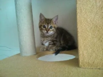 あさ 様のお迎えした子猫