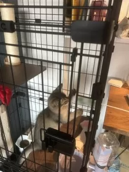 カイ 様のお迎えした子猫