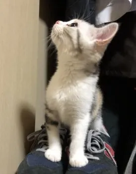 のをん 様のお迎えした子猫