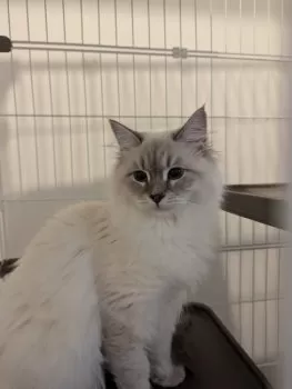 きの 様のお迎えした子猫