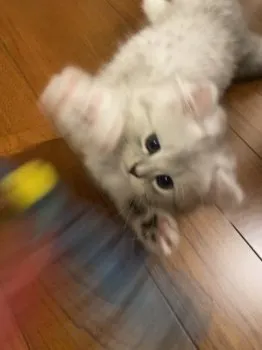 YM 様のお迎えした子猫