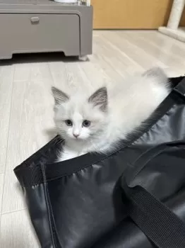 AN 様のお迎えした子猫