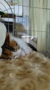N.B 様のお迎えした子猫
