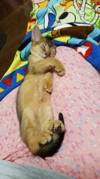 ルディママ 様のお迎えした子猫