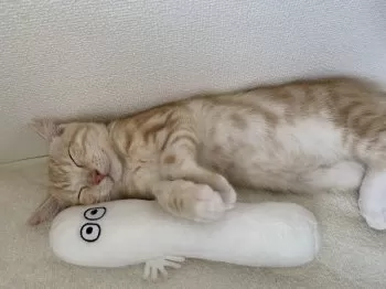 M.A 様のお迎えした子猫