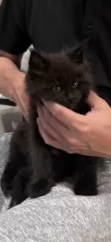 りーちゃん 様のお迎えした子猫