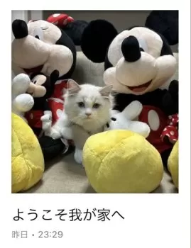 めるママ 様のお迎えした子猫