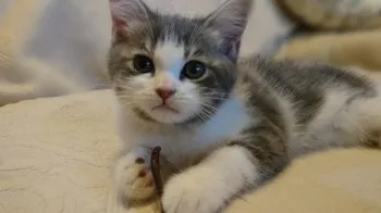 ガーデンマム 様のお迎えした子猫