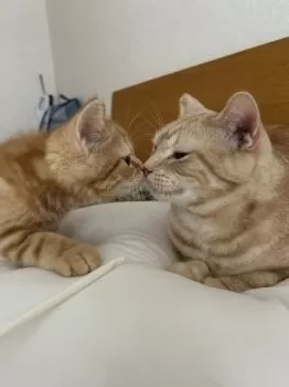 S.U 様のお迎えした子猫