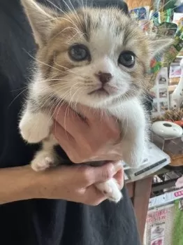 N.M 様のお迎えした子猫