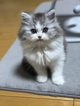 ひさちゃん 様のお迎えした子猫