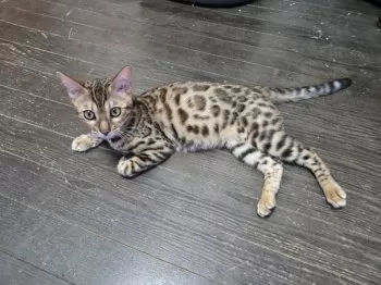 ヒデ 様のお迎えした子猫