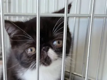 H.T 様のお迎えした子猫