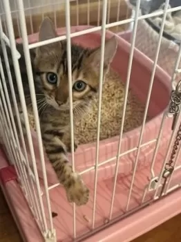 はっちママ 様のお迎えした子猫