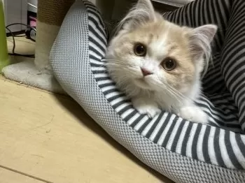 H.G 様のお迎えした子猫