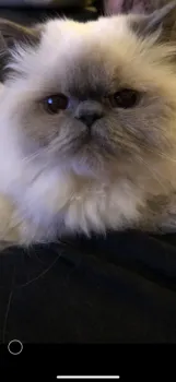 Y.D 様のお迎えした子猫