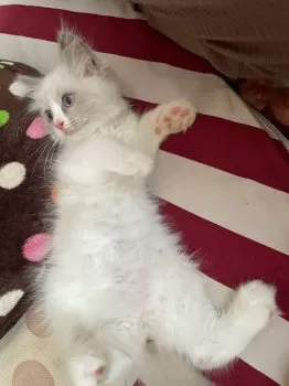 りつまま 様のお迎えした子猫