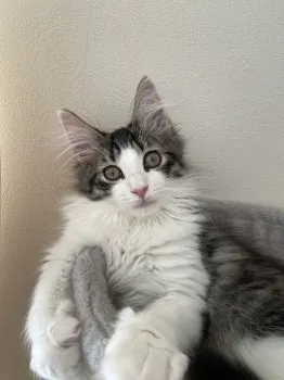 のあ 様のお迎えした子猫