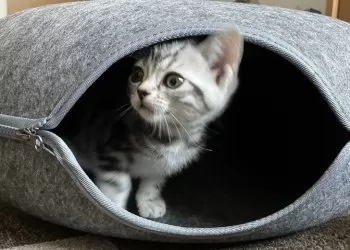A.K 様のお迎えした子猫