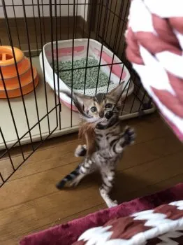 まさ 様のお迎えした子猫