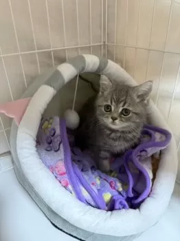 m&m 様のお迎えした子猫
