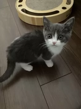 nameco 様のお迎えした子猫