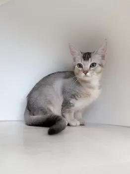 ねこ店長 様のお迎えした子猫