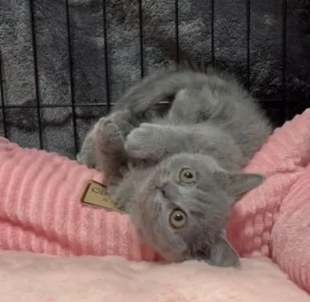 YK 様のお迎えした子猫