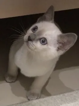 ダヤン大好き 様のお迎えした子猫