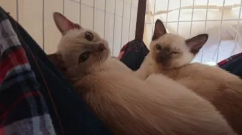 AI 様のお迎えした子猫