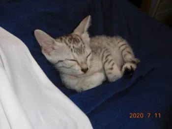 境 媛 様のお迎えした子猫