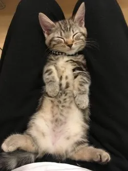 ミィちゃんパパ 様のお迎えした子猫