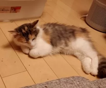 M.H 様のお迎えした子猫