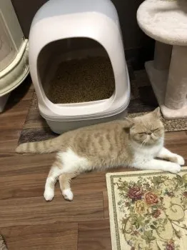 みっさん 様のお迎えした子猫