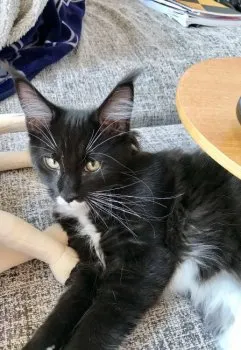 オレオ 様のお迎えした子猫
